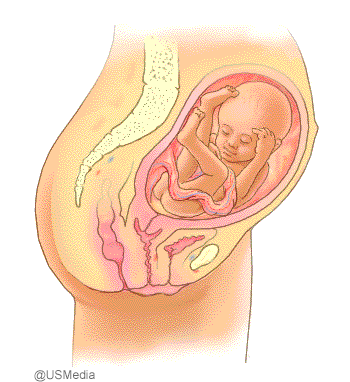 25 Bis 28 Schwangerschaftswoche Babyentwicklung Im Mutterleib